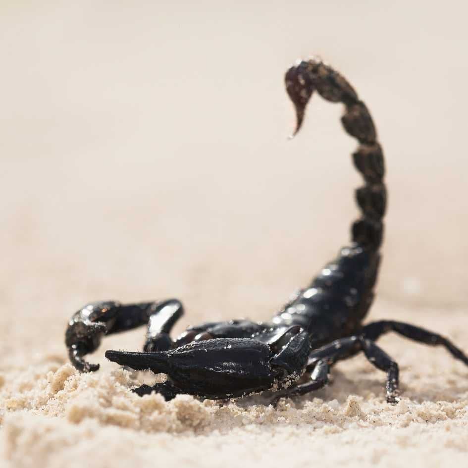 scorpion