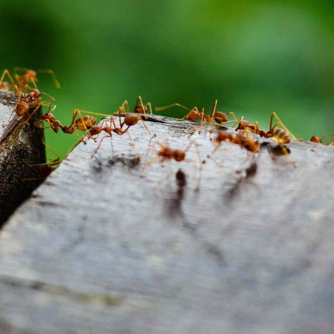 ants