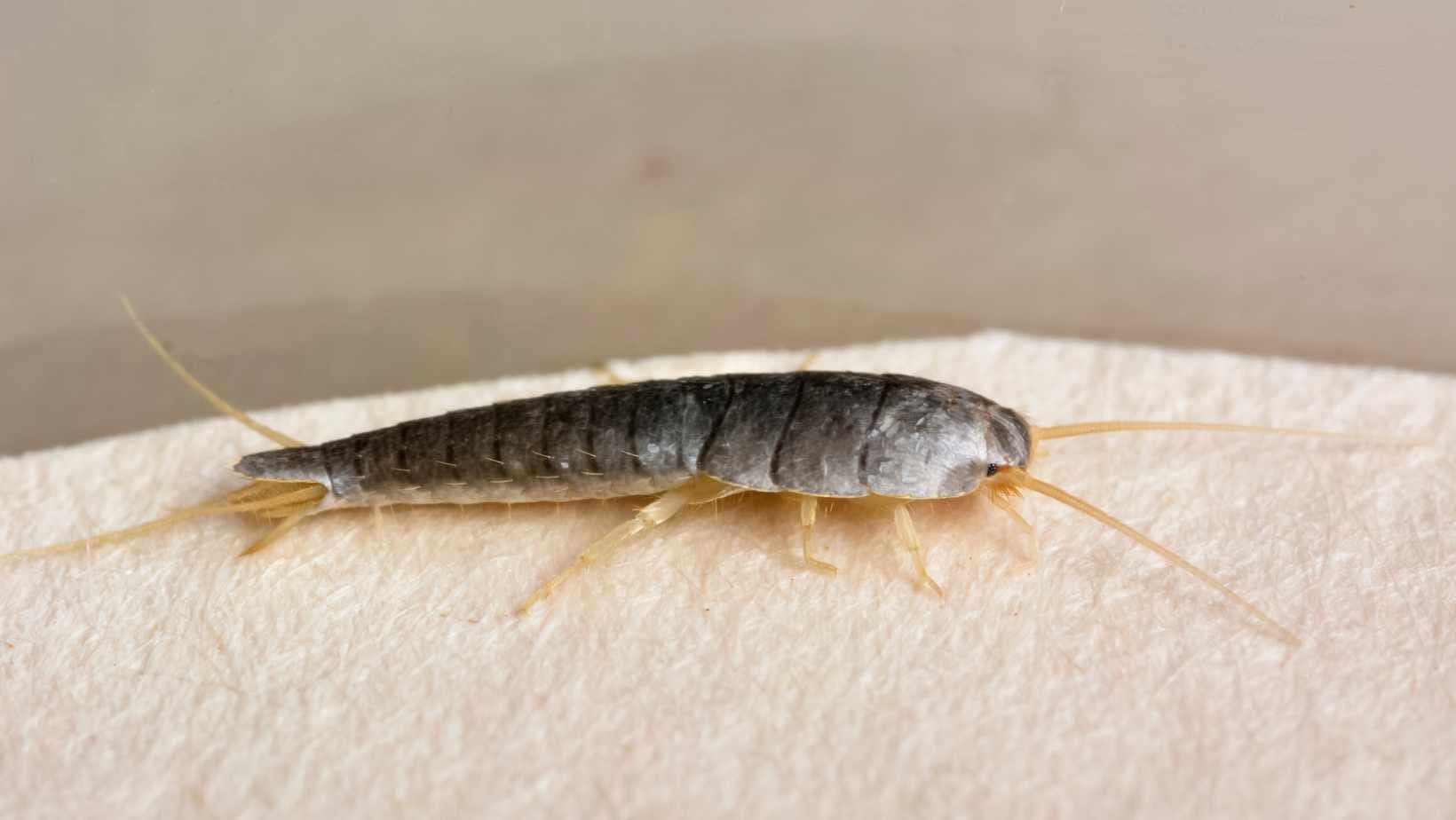 silverfish